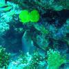 Picture taken during the dive