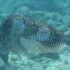 Picture taken during the dive