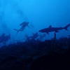 Picture taken during the dive