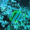 Picture taken during the dive