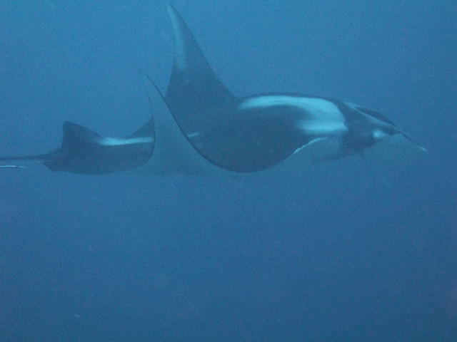 Sea Dragon Dive Center - Dive Center in Thailand