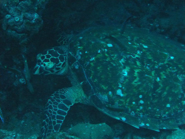 Polaris Dive Center - Dive Center in Philippines