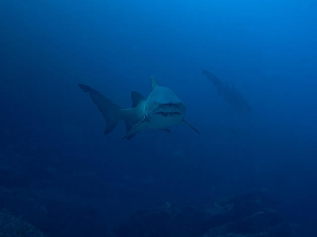 Abyss Scuba Diving - Dive Center in Australia