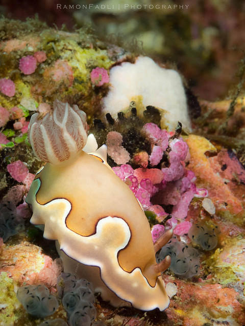 Discovery Divers - Dive Center in Malaysia