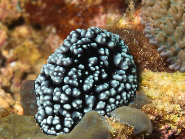 Two Fish Divers Bunaken - Dive Center in 印度尼西亚