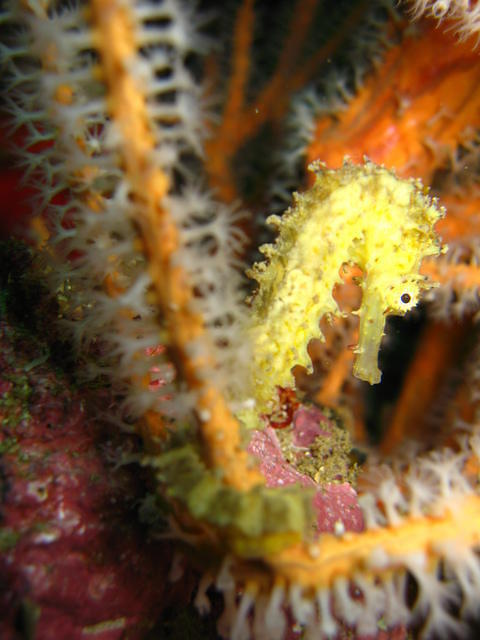 Phi Phi Scuba Diving Center - Dive Center in Thailand
