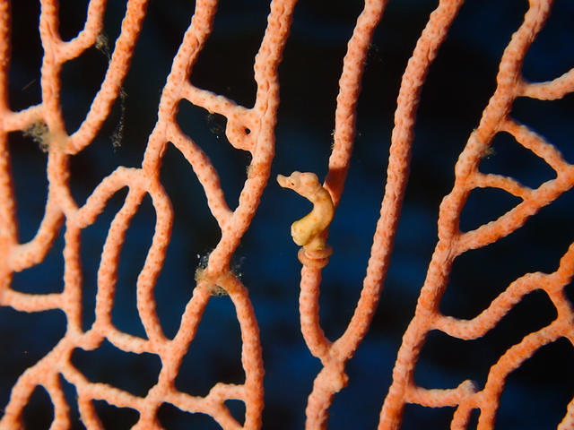 Wahoo Diving Center Co, Ltd. - Dive Center