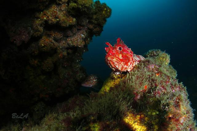 BUCEO EUSKADI - Dive Center in Spain