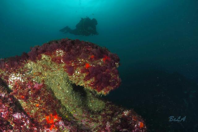 BUCEO DONOSTI - Dive Center in Spain