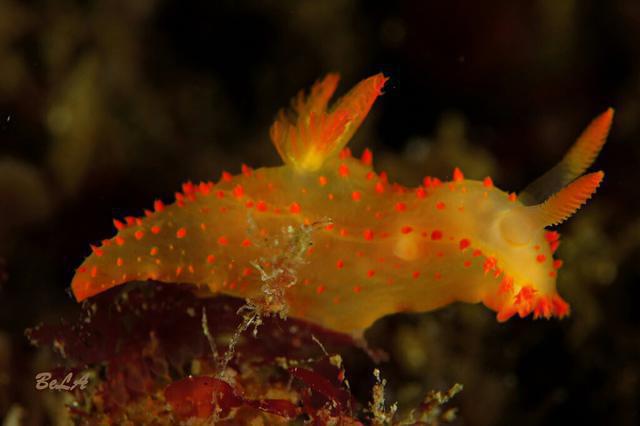 Diving in Spain, Pasaia, Gipuzkoa - By ILO