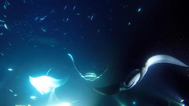 Jack's Diving Locker - Dive Center in United States