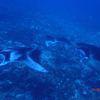 Picture taken during the dive