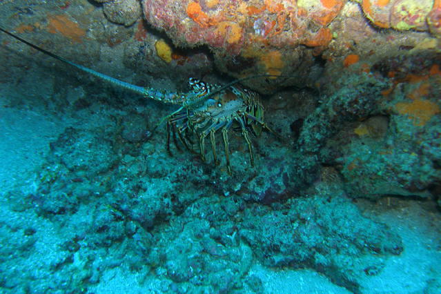 Tobago Dive Experience - Dive Center in Trinidad and Tobago