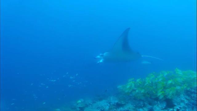 IDIVE ATHURUGA - Dive Center