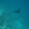 Picture taken during the dive