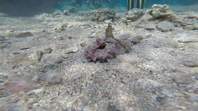 AQABA'S ANCHOR DIVING CENTRE - Dive Center in Jordan