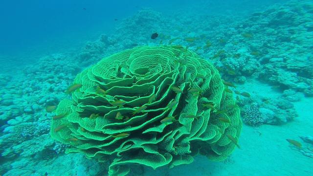 AQABA'S ANCHOR DIVING CENTRE - Dive Center in Jordan