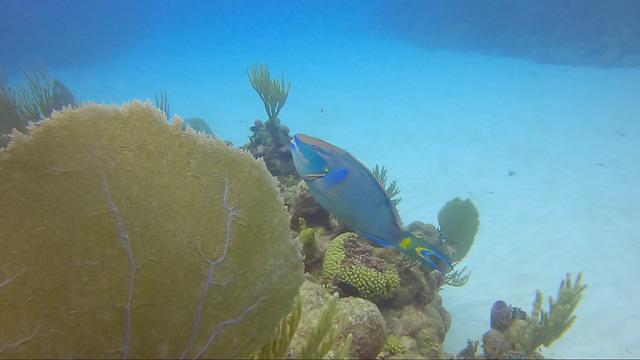 Diving in Mexico, Mahahual - By Marco