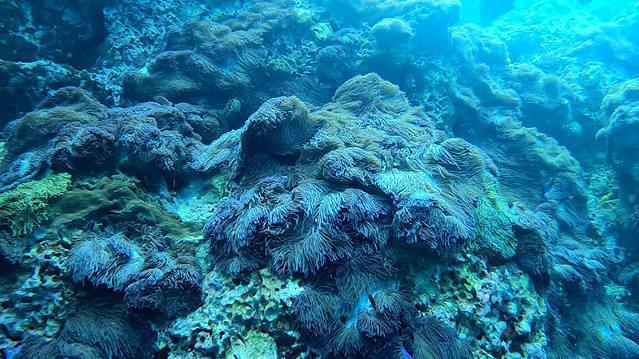 Chaloklum Diving - Dive Center in Thailand