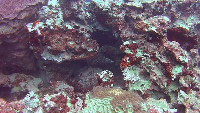 Dorado Buceo - Dive Center in Mexico