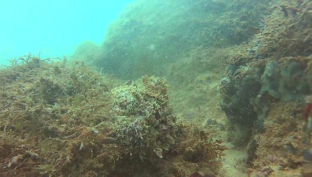 SDA-Swiss Divers Association - Dive Center in Mexico