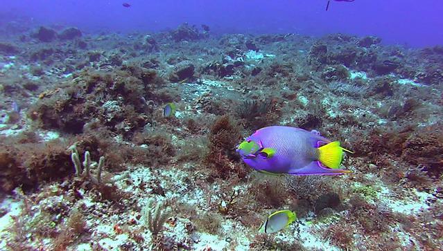 Caballito Del Caribe - Dive Center in Mexico