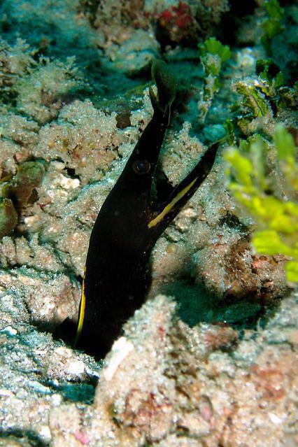 Gili Air Divers - Dive Center