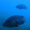 Picture taken during the dive