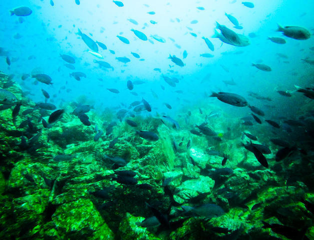 Sundiver International - Dive Center in United States