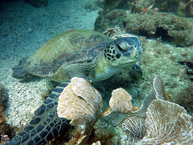 By Fish Mergulho - Dive Center