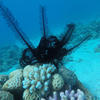 Picture taken during the dive