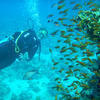 Picture taken during the dive