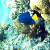 Picture taken during the dive
