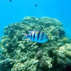 Picture taken during the dive