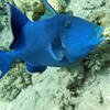 Picture taken during the dive