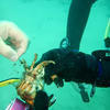 Picture taken during the dive
