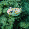 Picture taken during the dive