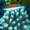 Picture taken during the dive