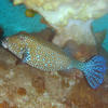 Picture taken during the dive