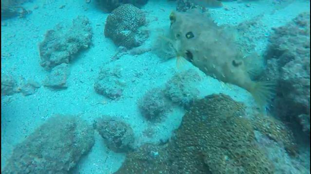 Diving in Brésil, Rio De Janeiro   Arraial Do Cabo - By Elaine Kawakami