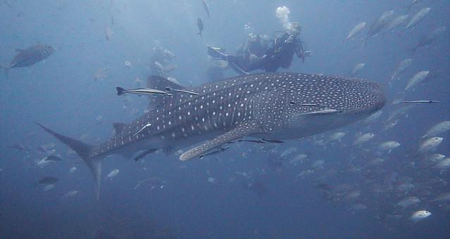 Silent Divers - Dive Center in Thailand