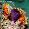 Picture taken during the dive