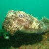 Picture taken during the dive