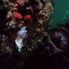 Picture taken during the dive