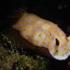 Picture taken during the dive