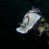 Picture taken during the dive