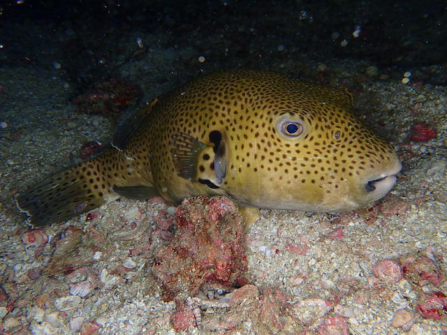 7 Seas Divers - Dive Center in United Arab Emirates