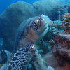 Picture taken during the dive