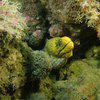 Picture taken during the dive