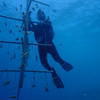 Picture taken during the dive